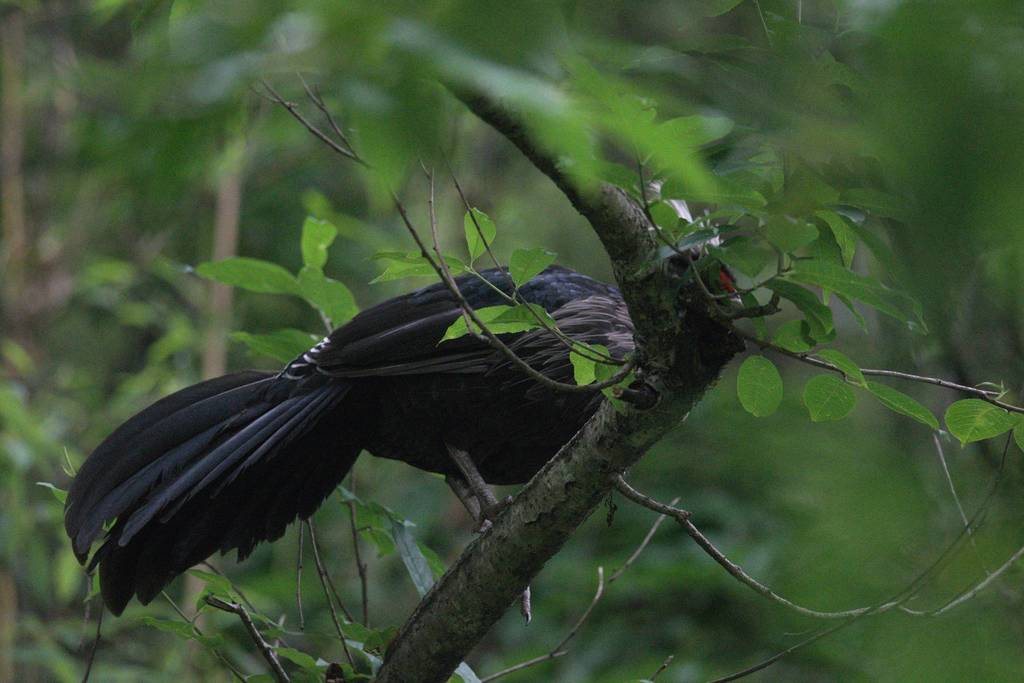 Kalij Pheasant