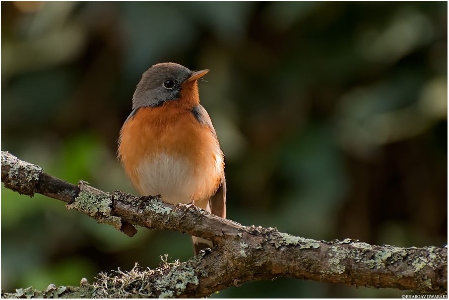 Kashmir Flycatcher