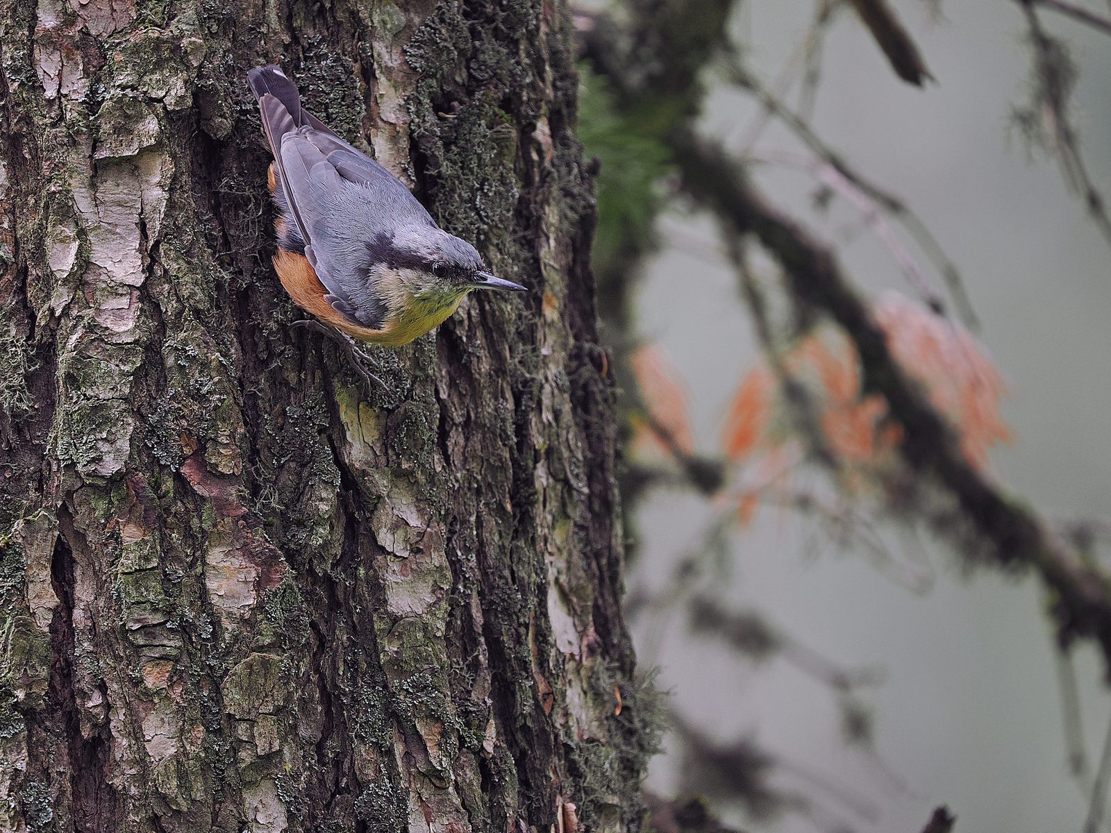 Kashmir Nuthatch