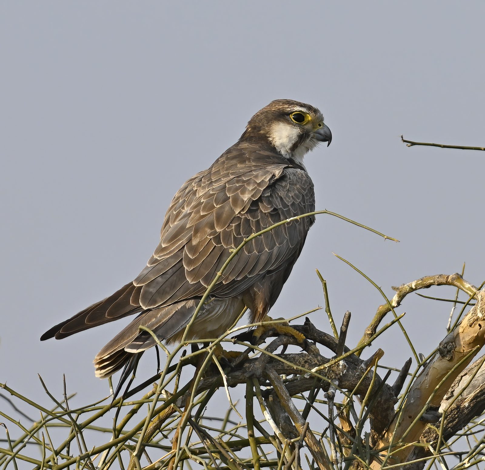Laggar Falcon