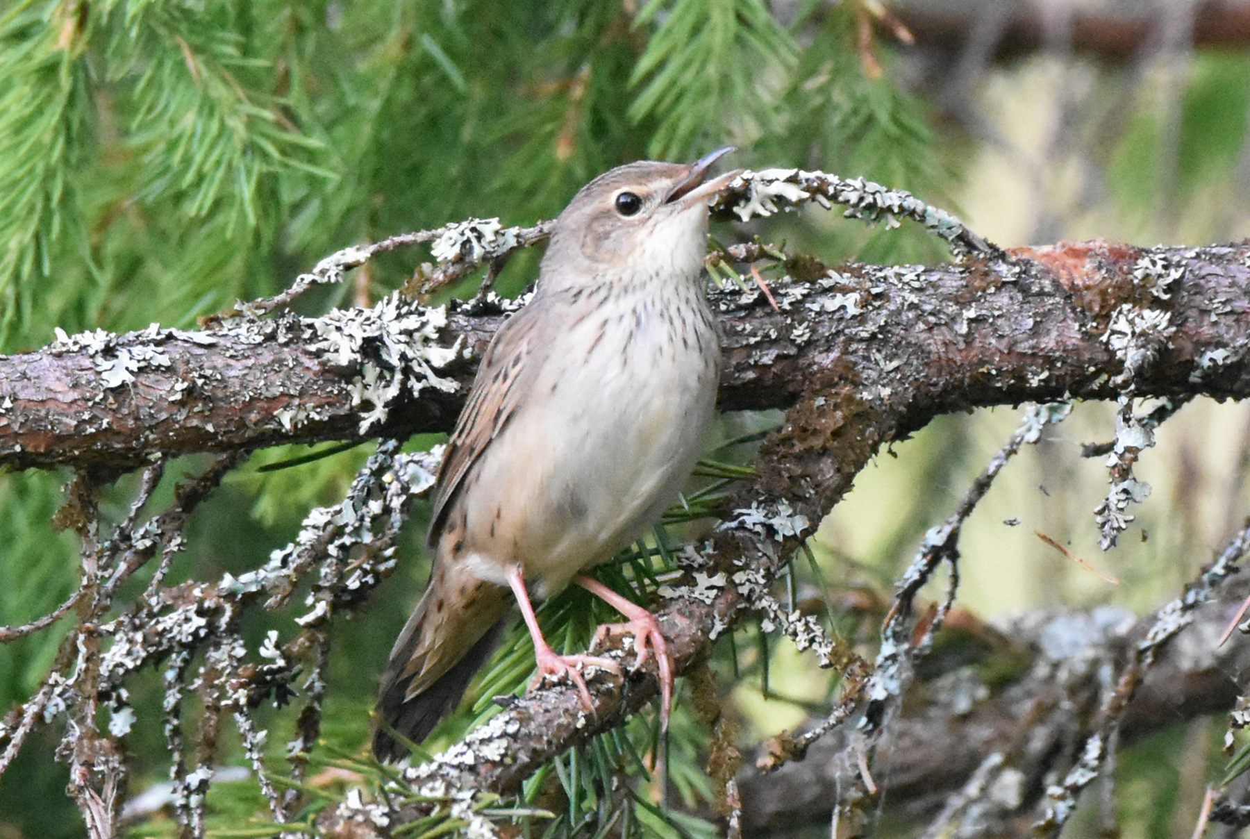 Lanceolated Warbler