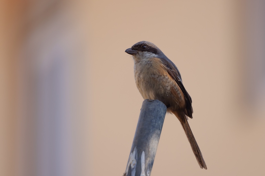 Grey-backed Shrike