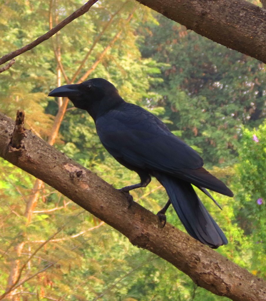 Large-billed Crow