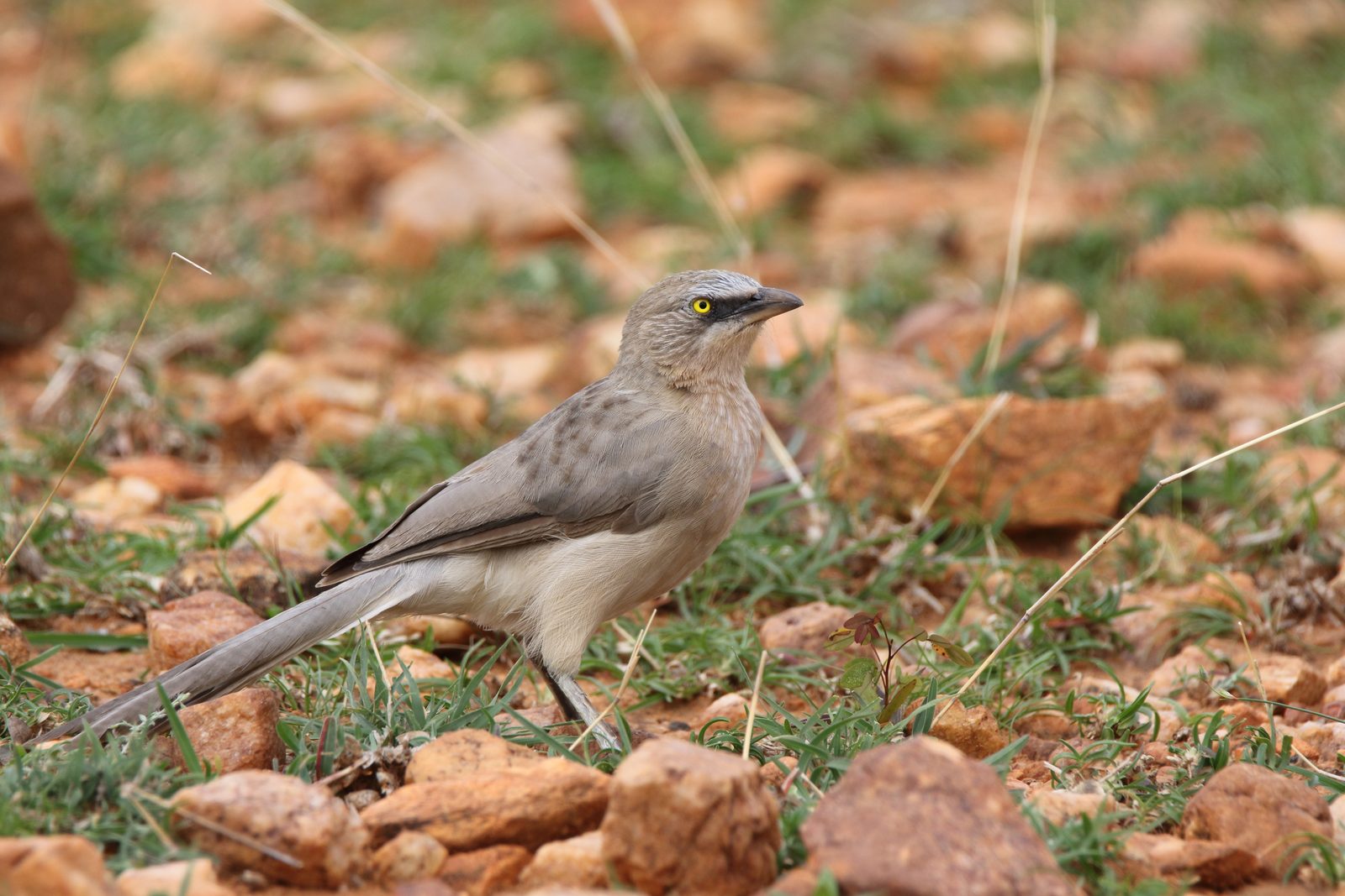 Large Grey Babbler