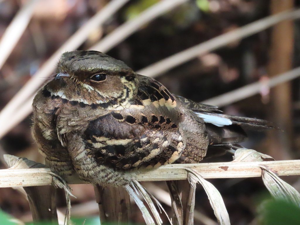 Large-tailed Nightjar