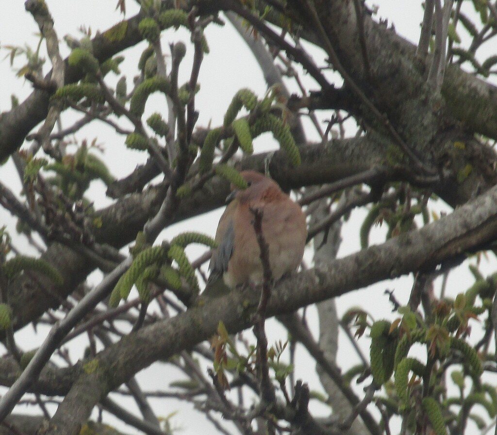 Laughing Dove