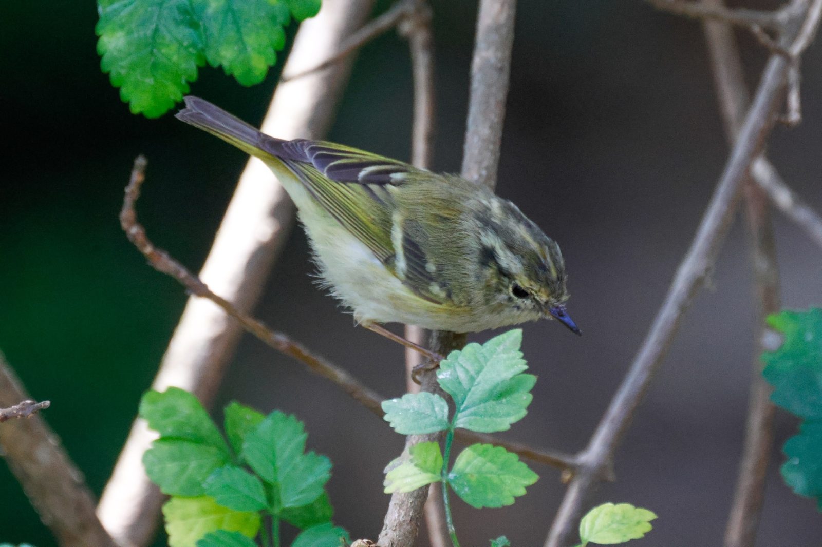 Lemon-rumped Warbler
