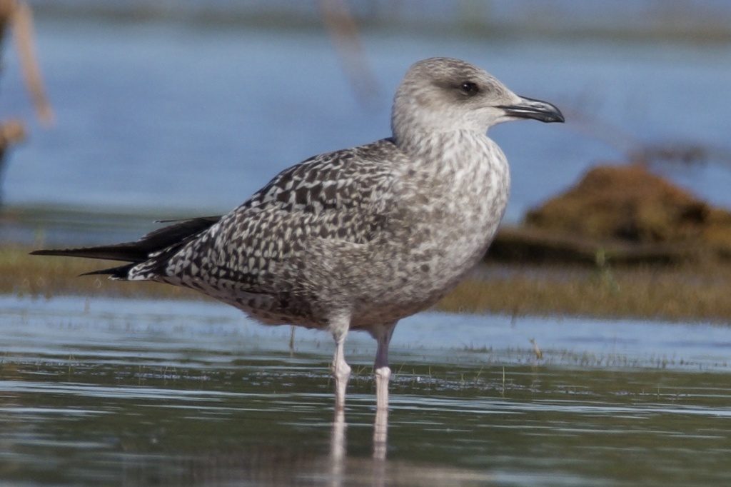 Lesser Black-backed Gull