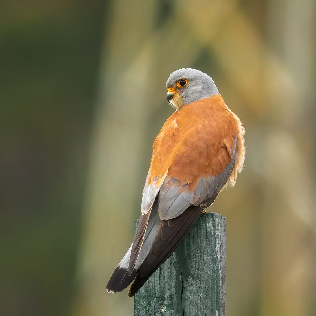 Lesser Kestrel