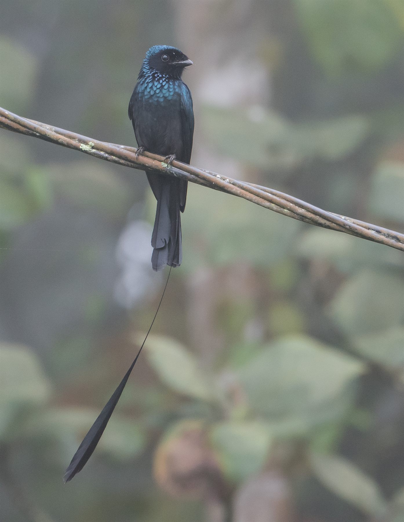 Lesser Racket-tailed Drongo