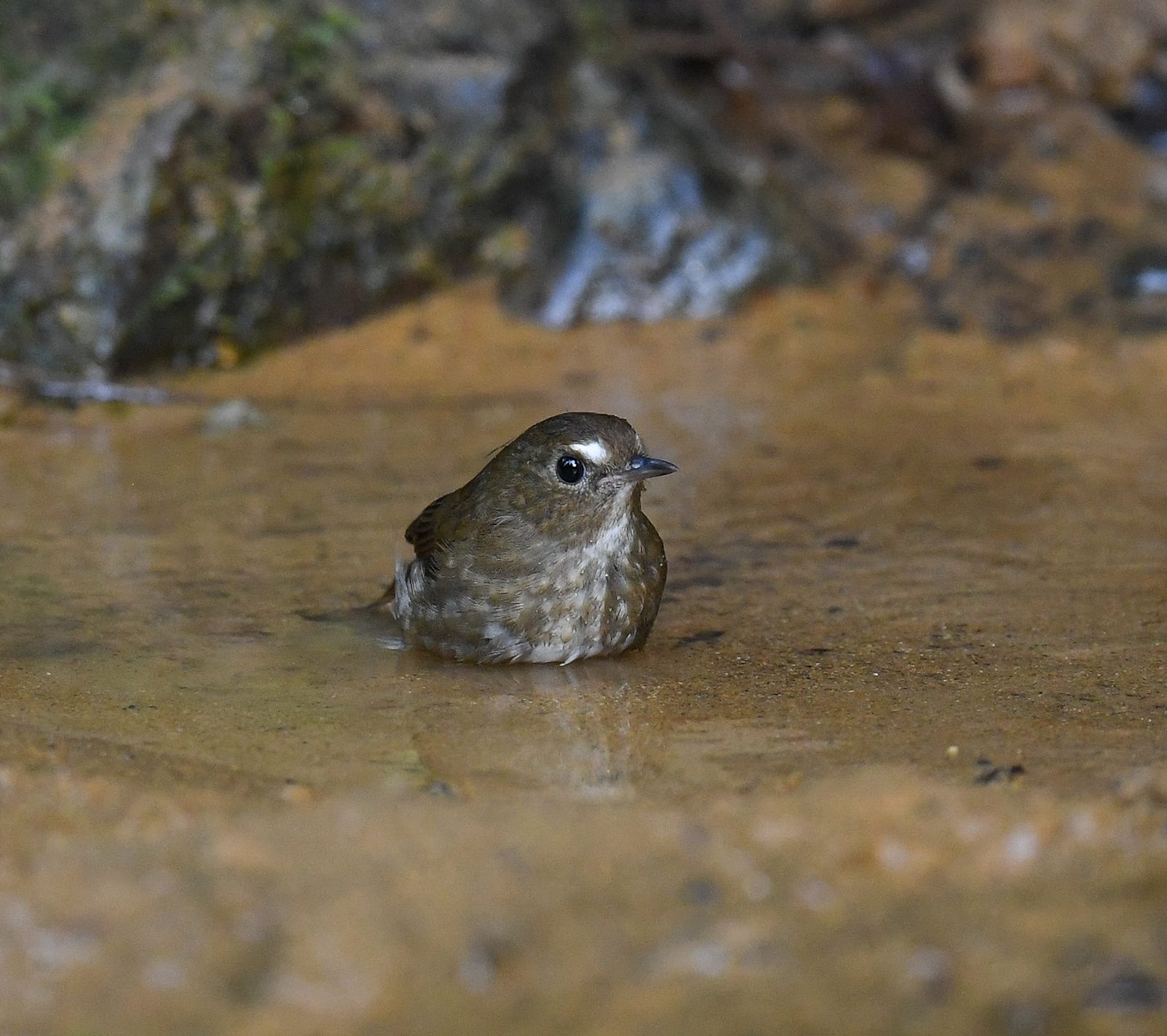 Lesser Shortwing