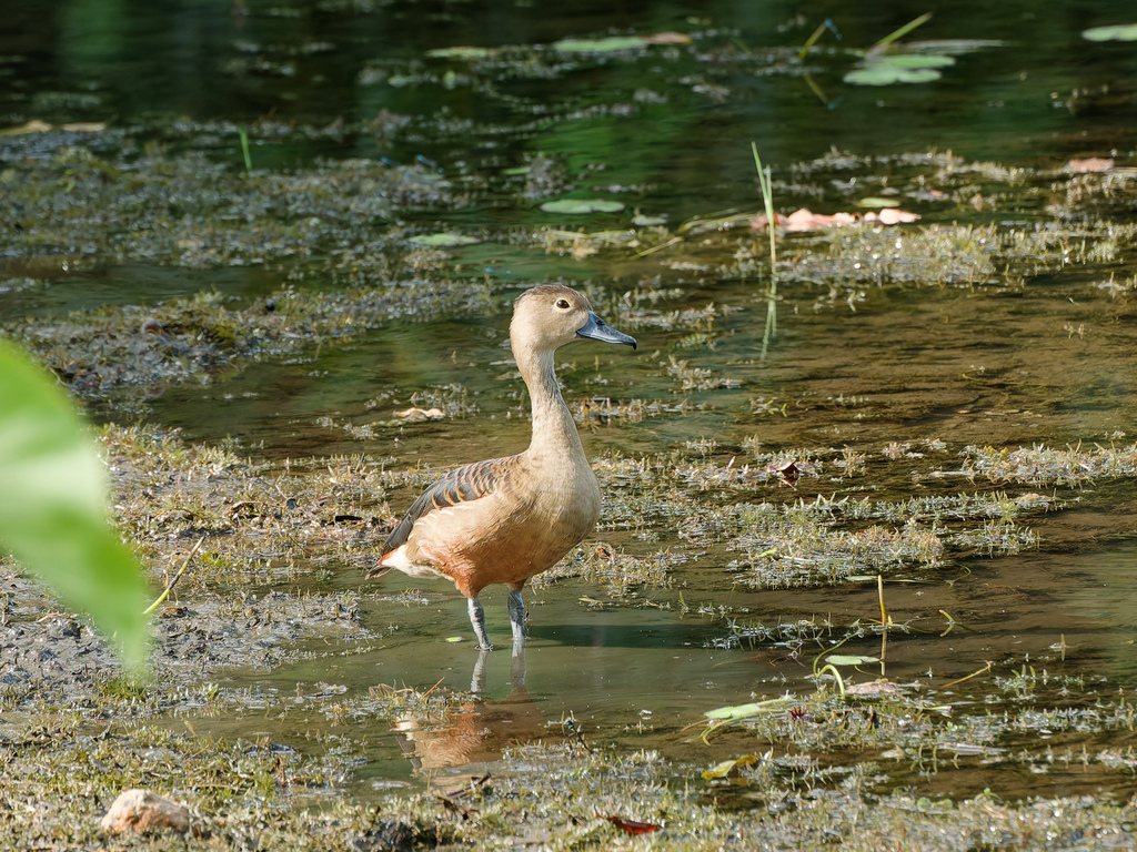 Lesser Whistling-duck