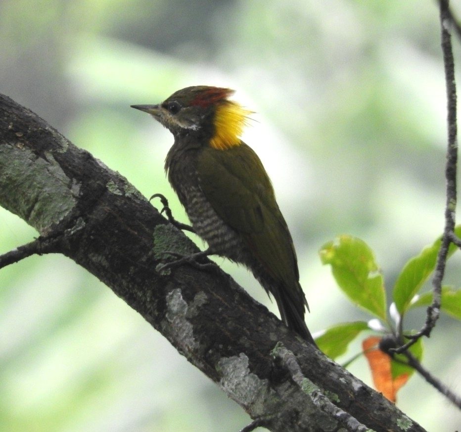 Lesser Yellownape