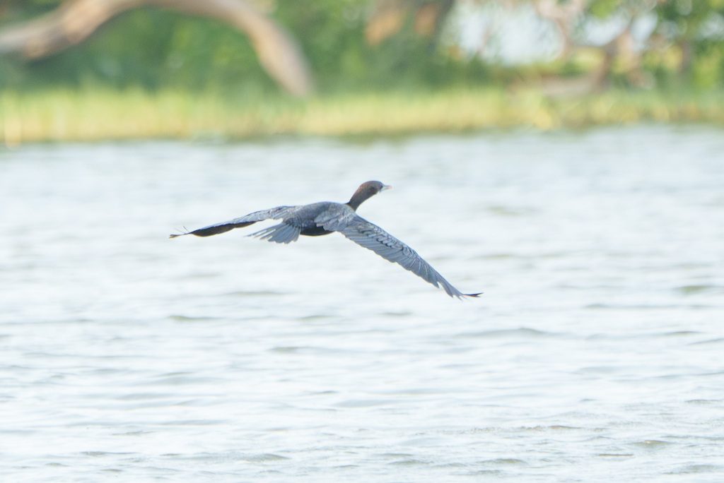 Little Cormorant