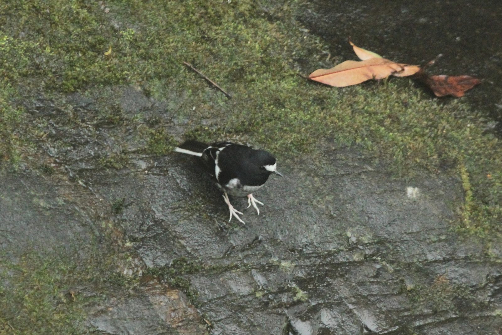 Little Forktail