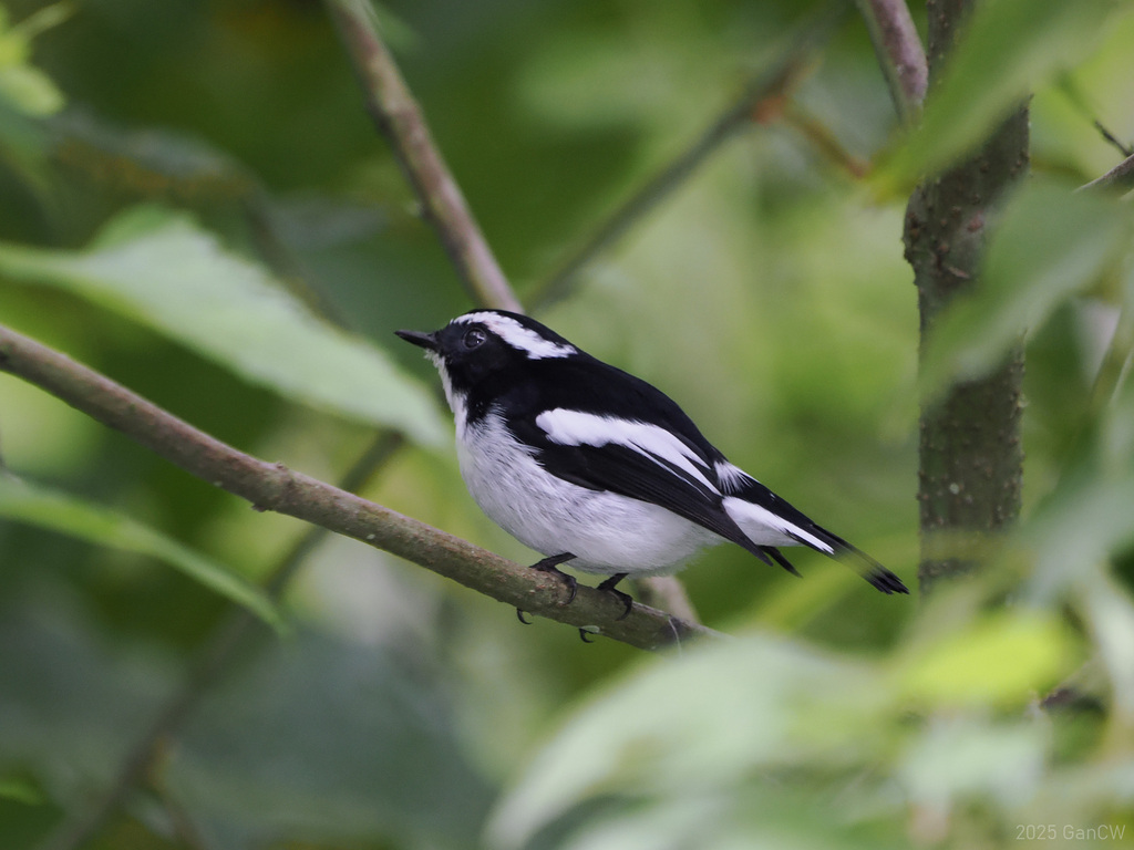 Little Pied Flycatcher