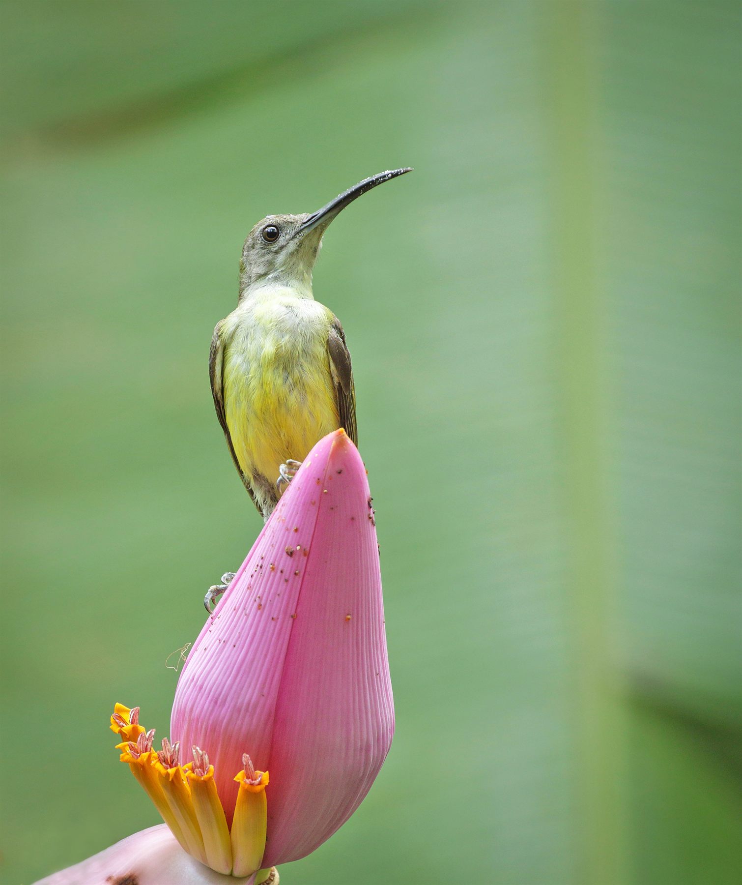 Little Spiderhunter