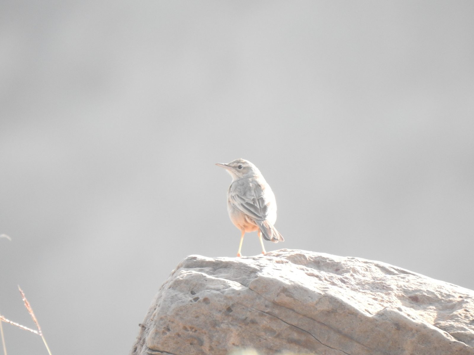 Long-billed Pipit