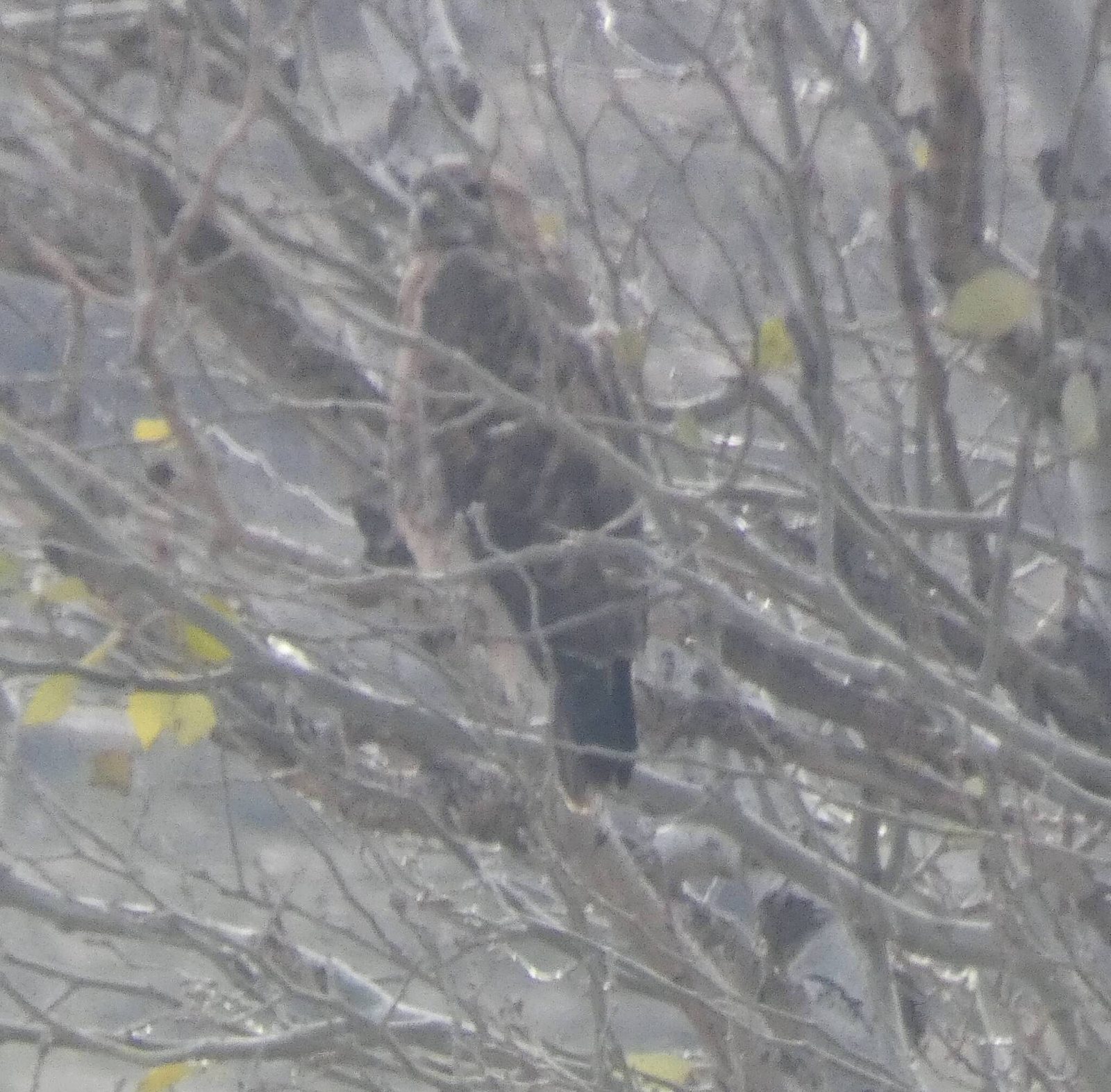 Long-legged Buzzard