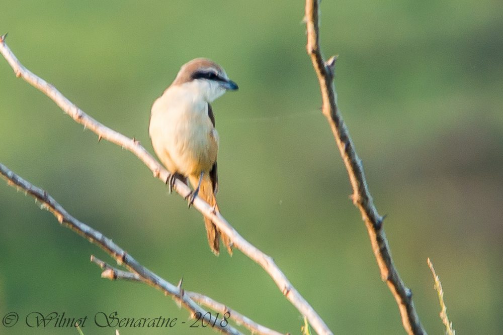 Long-tailed Shrike