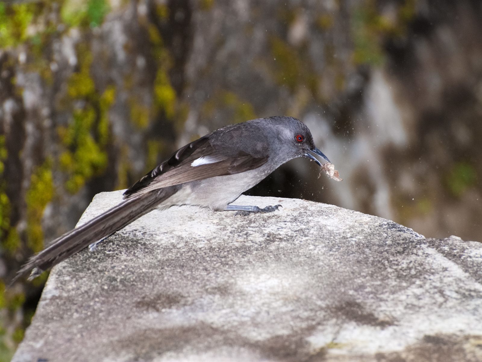 Long-tailed Sibia