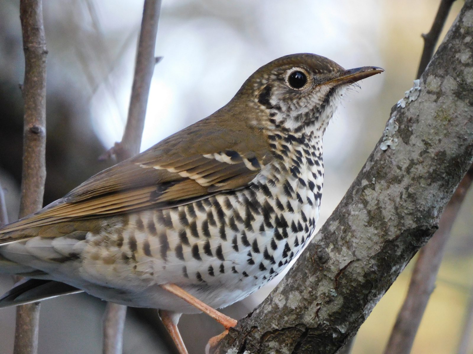 Long-tailed Thrush