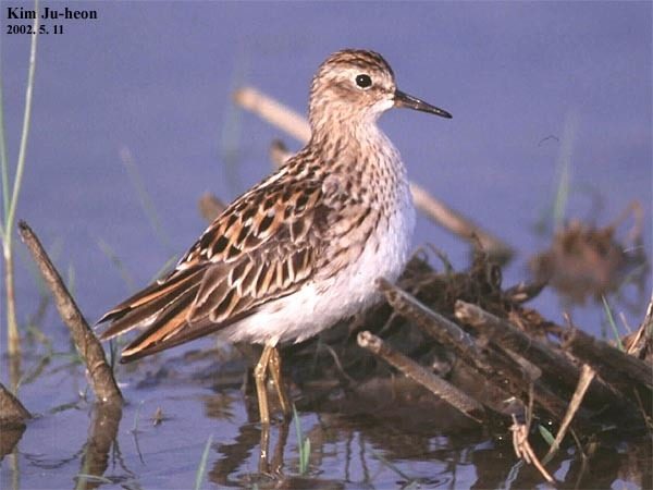 Long-toed Stint