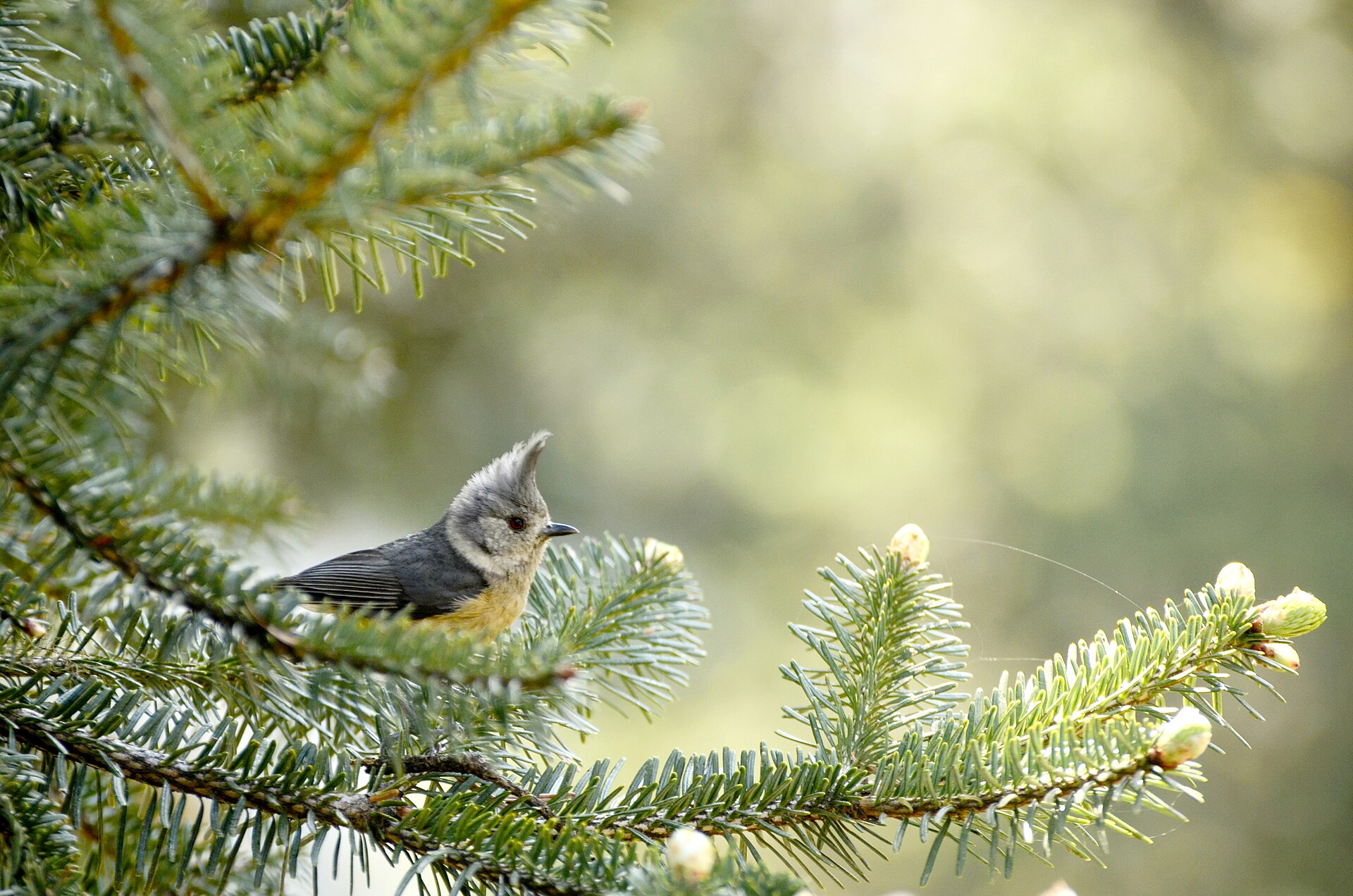 Grey-crested Tit