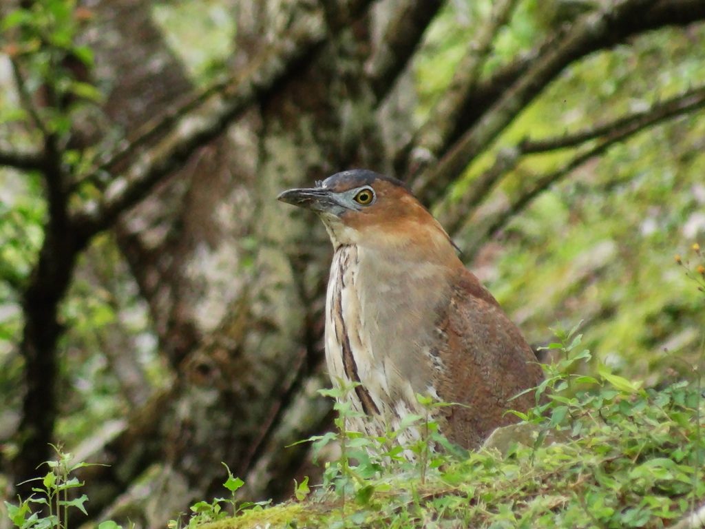 Malayan Night Heron