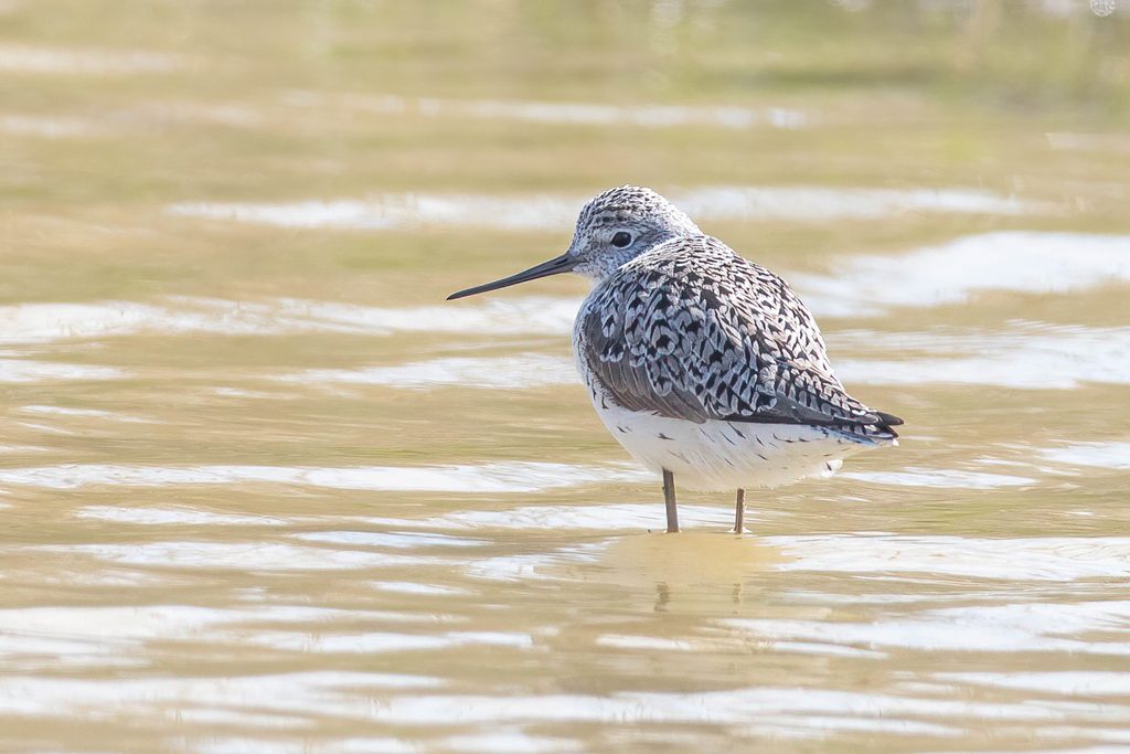 Marsh Sandpiper