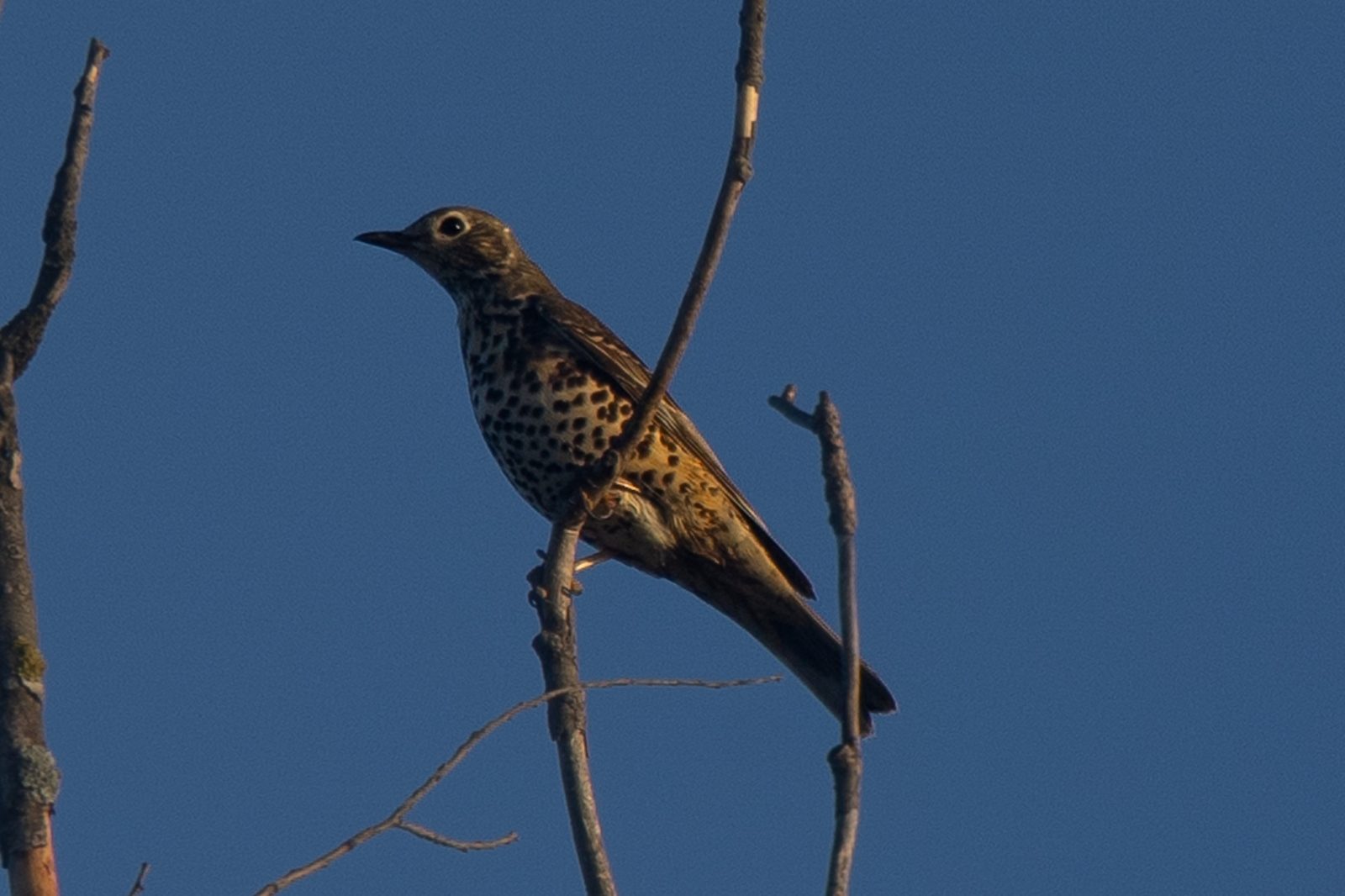 Mistle Thrush