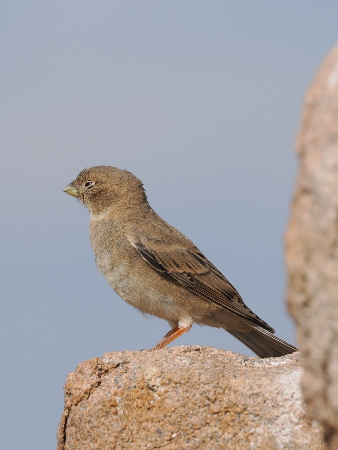 Mongolian Finch