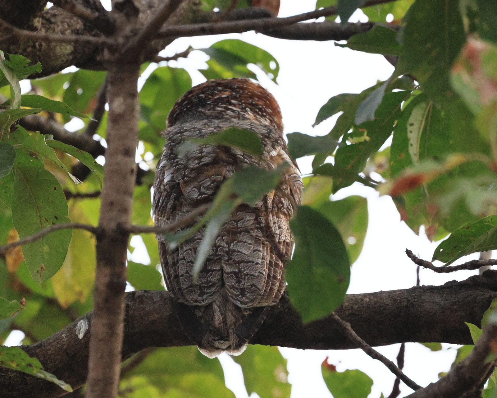 Mottled Wood Owl