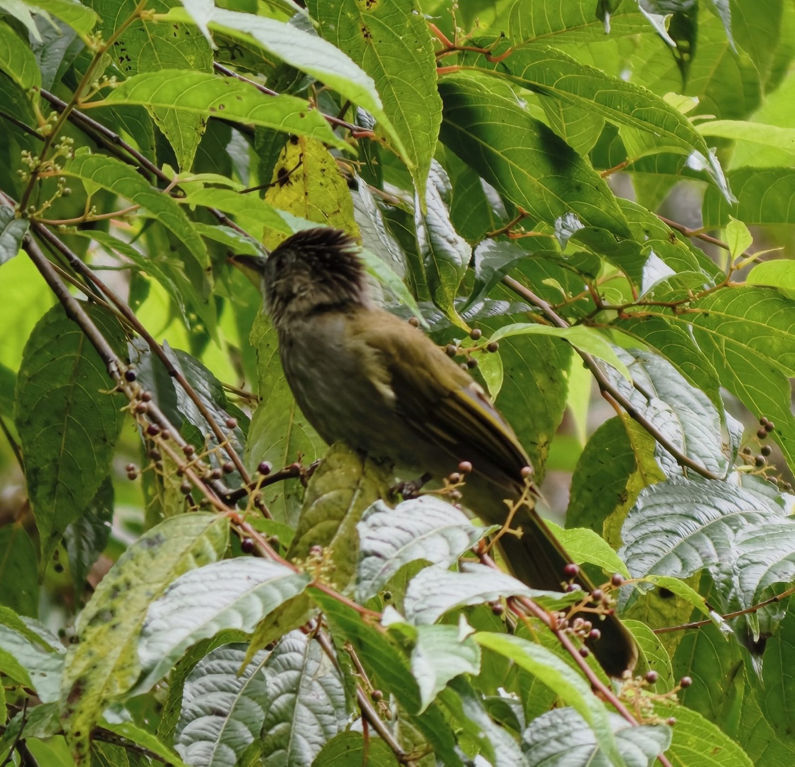 Mountain Bulbul