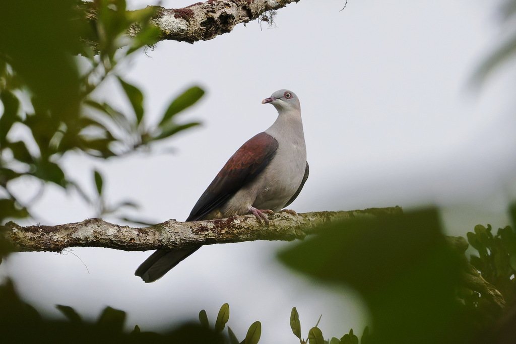 Mountain Imperial-pigeon