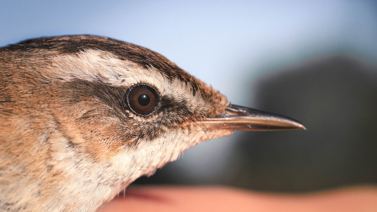 Moustached Warbler