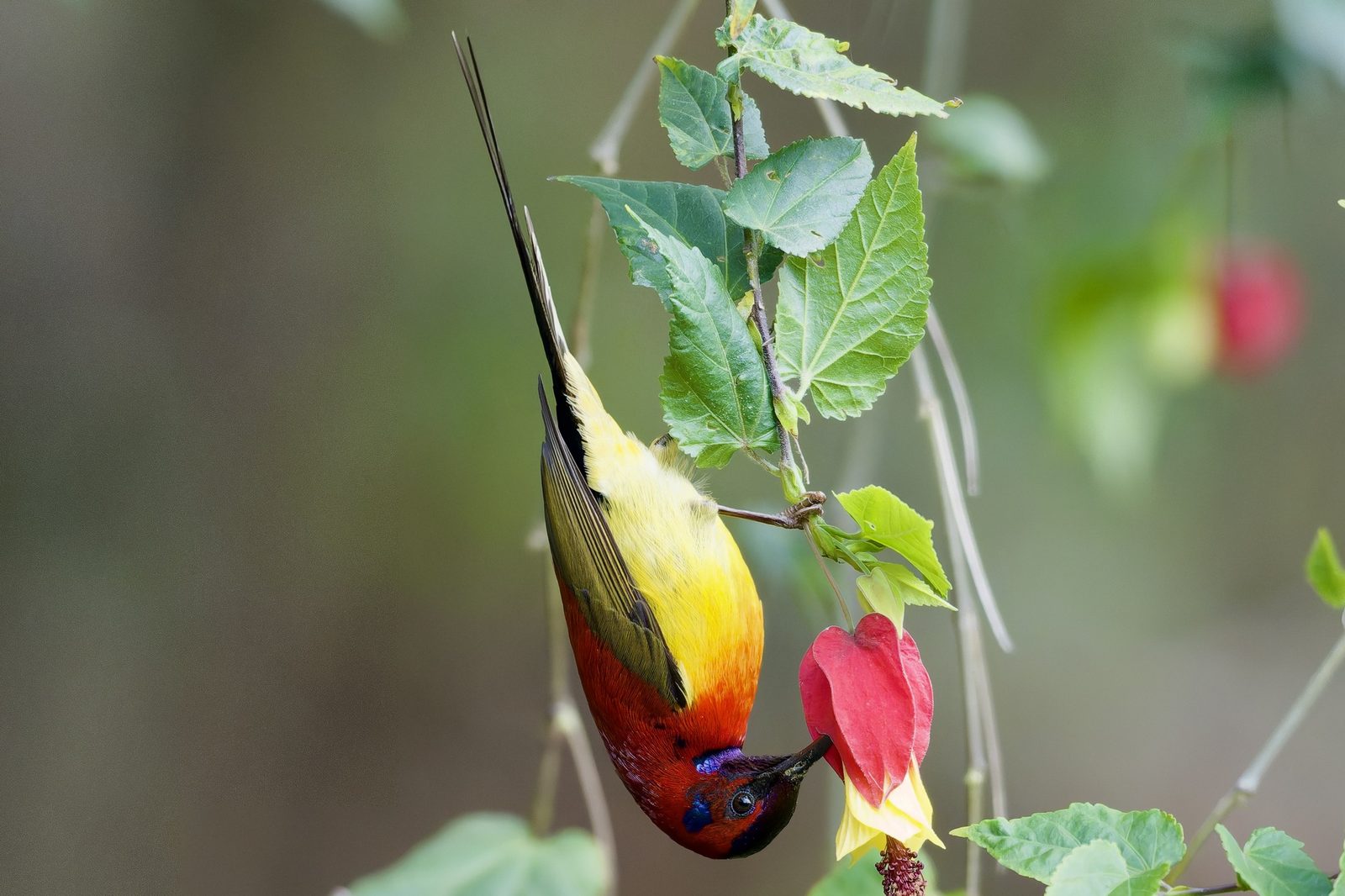 Mrs. Gould's Sunbird