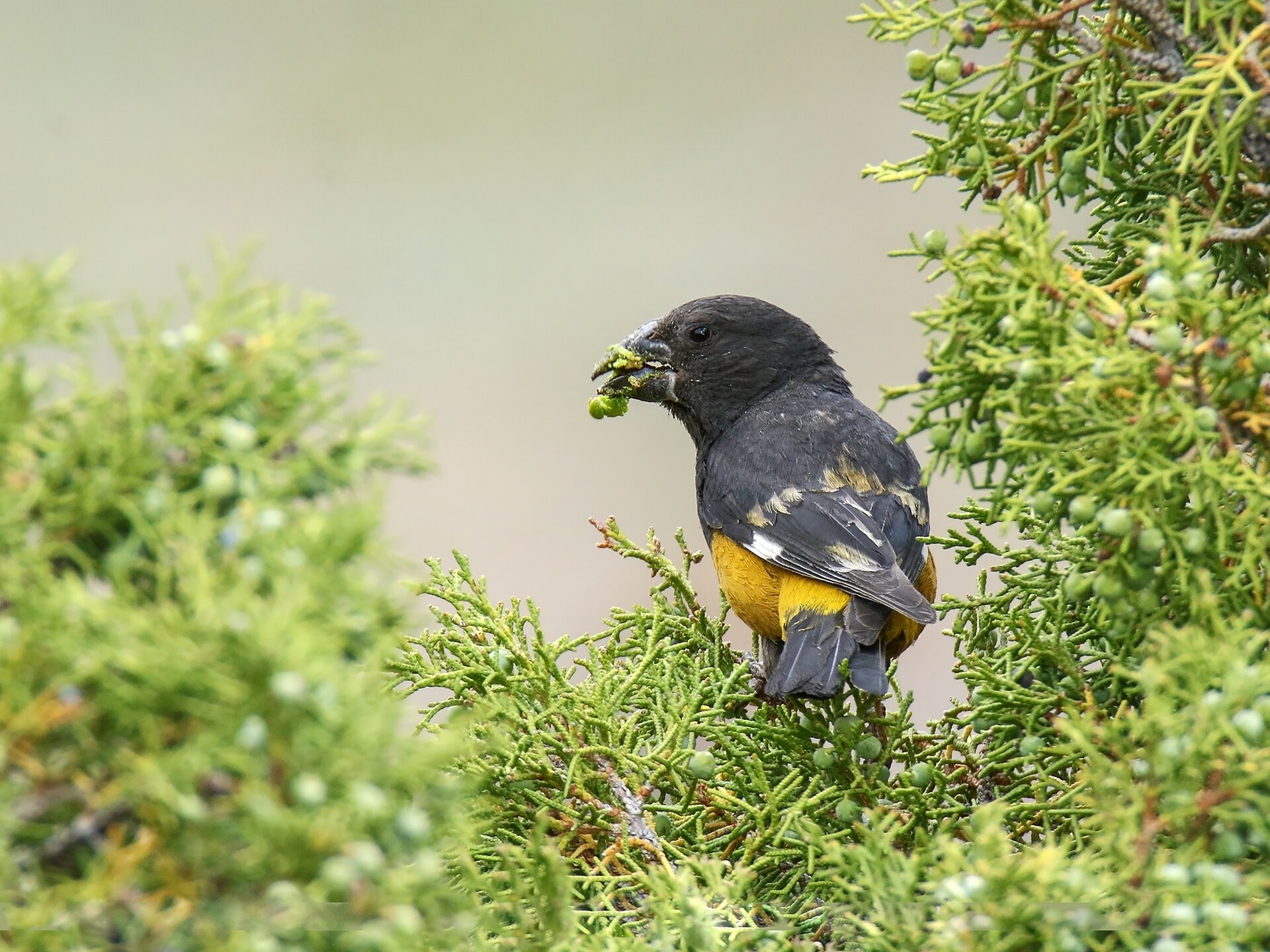 White-winged Grosbeak