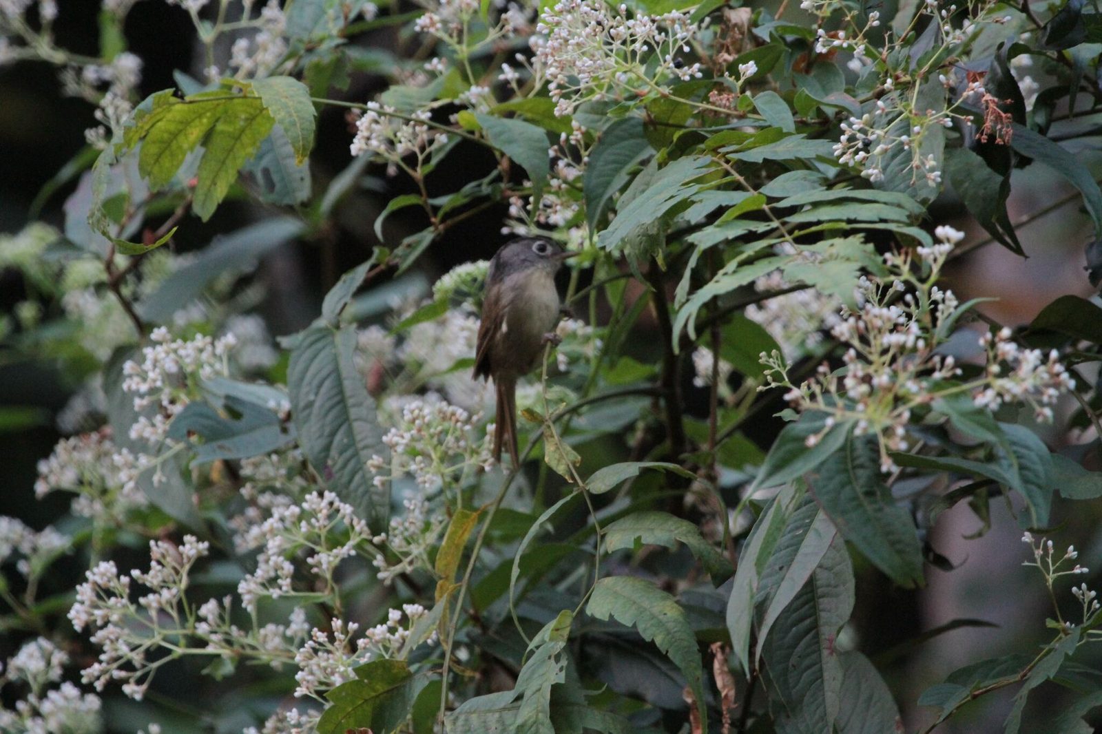 Nepal Fulvetta