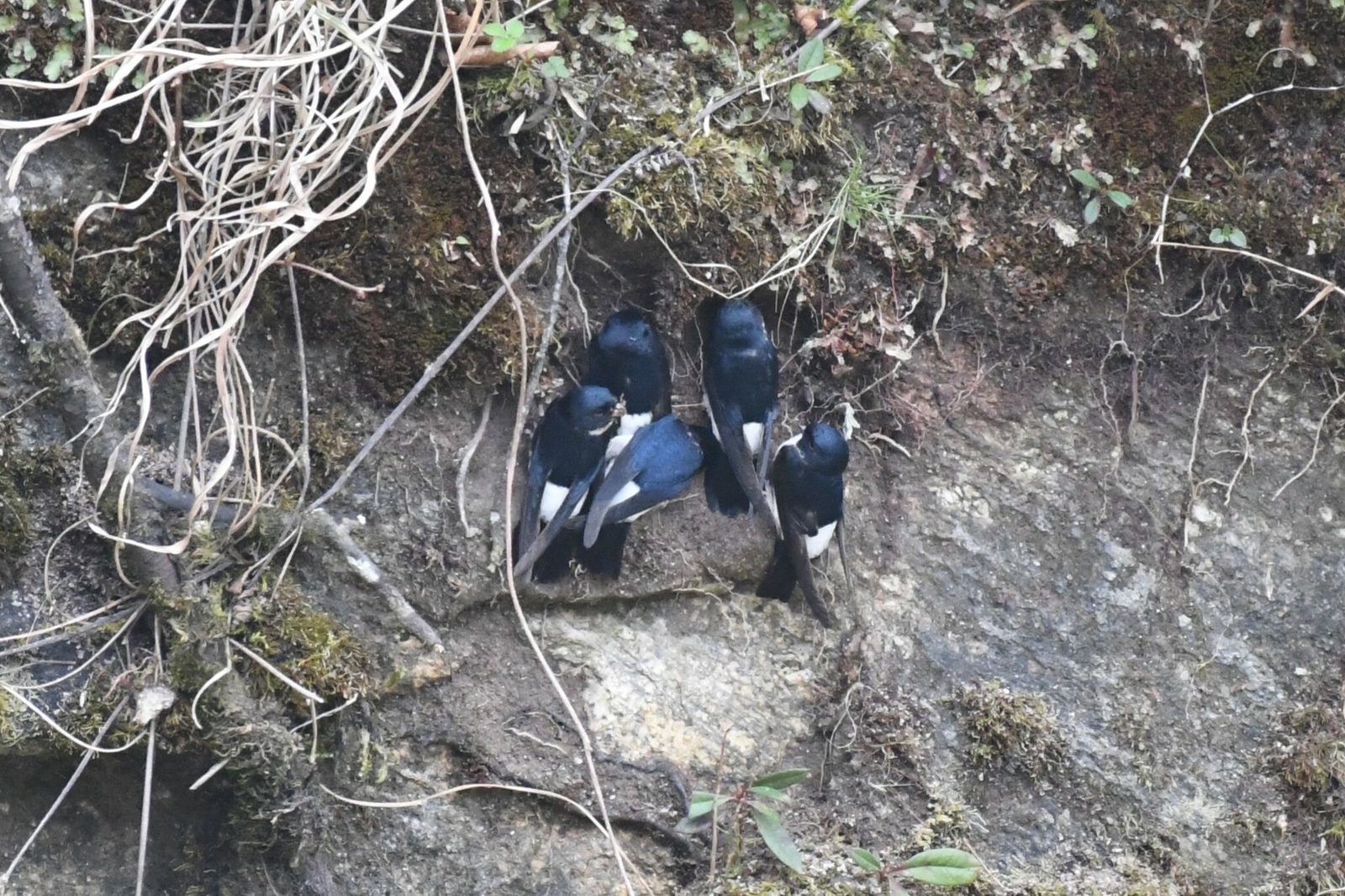 Nepal House Martin