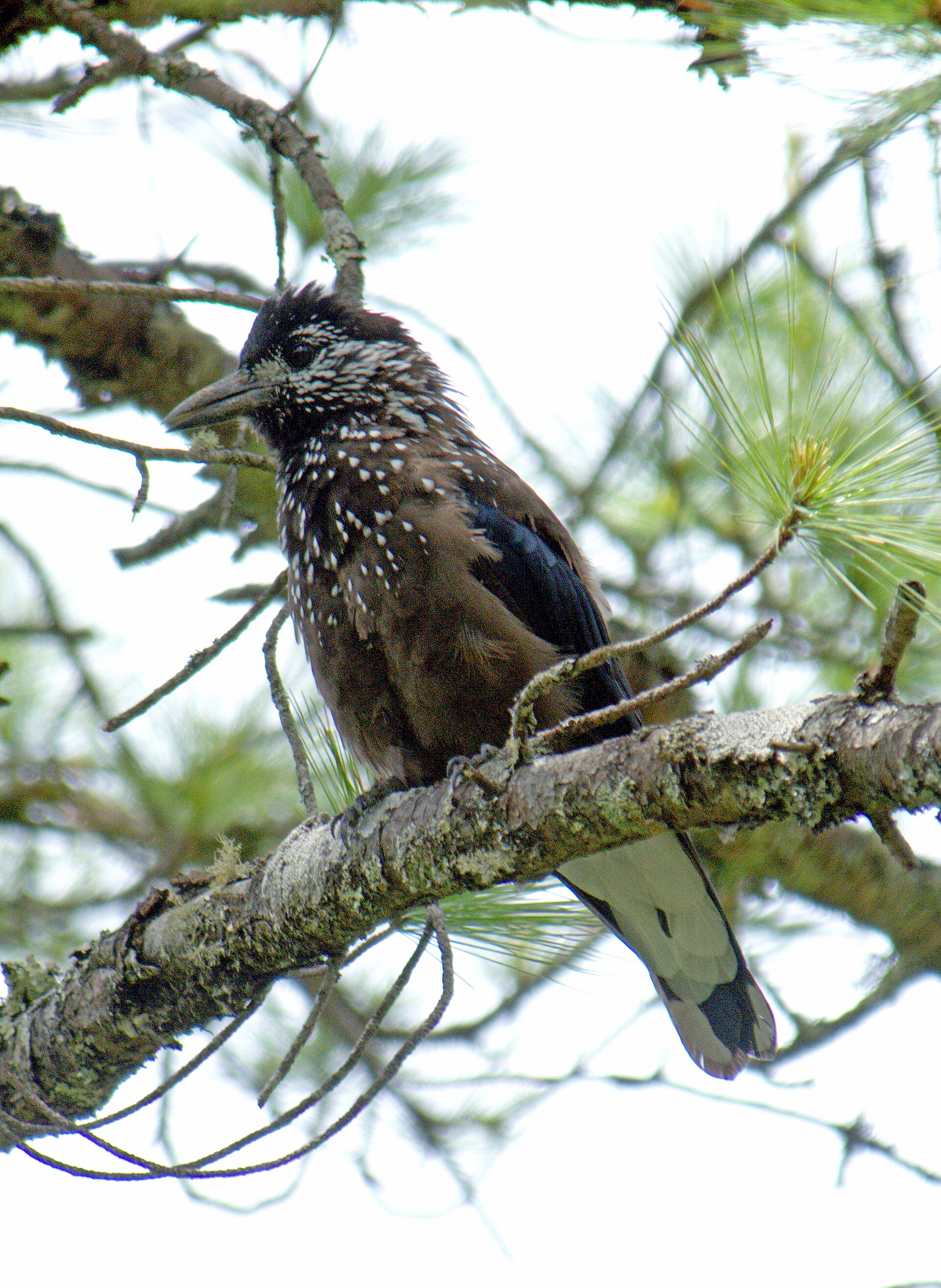 Southern Nutcracker
