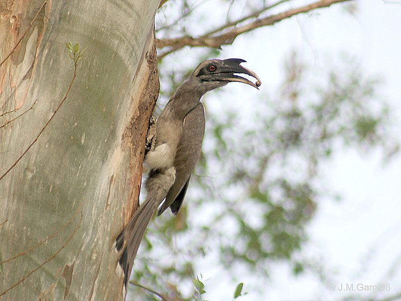 Indian Grey Hornbill