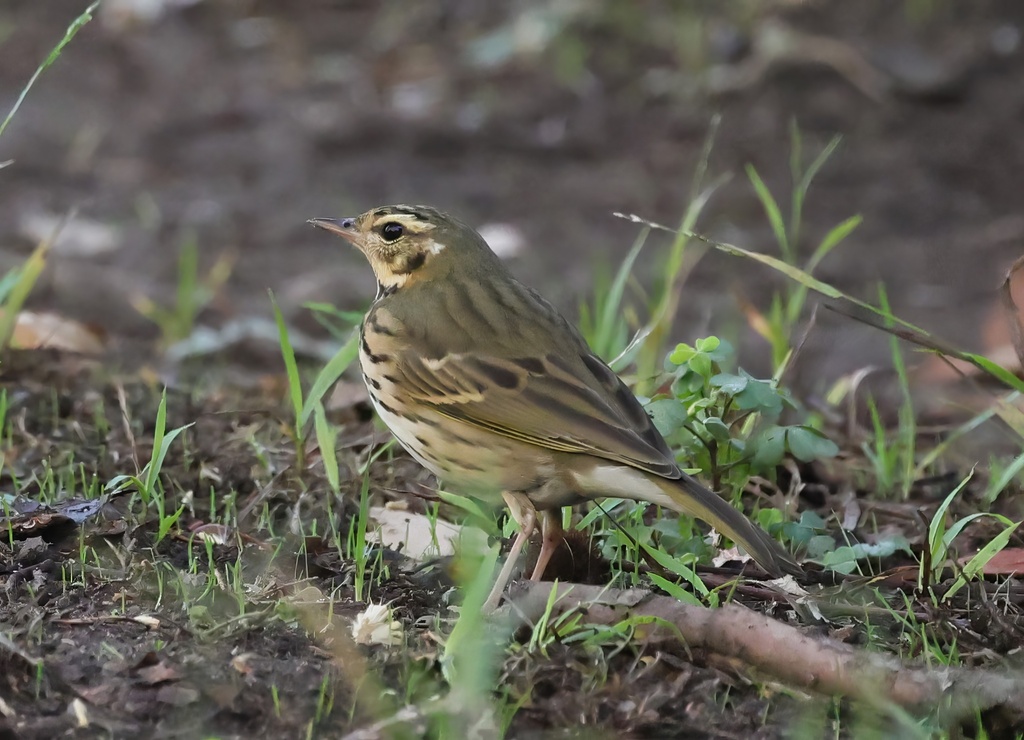 Olive-backed Pipit