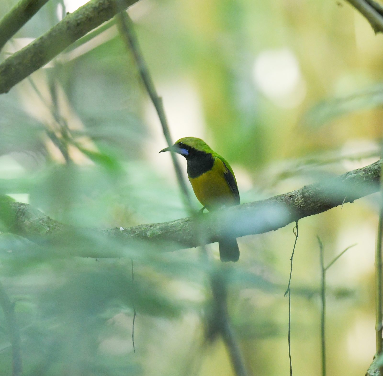 Orange-bellied Leafbird