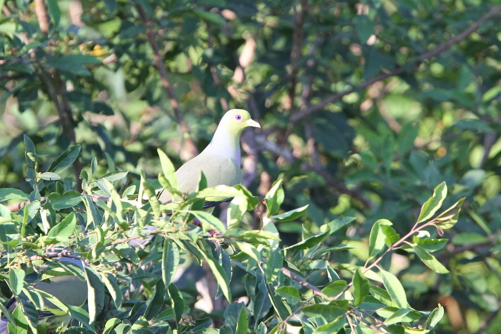 Orange-breasted Green-pigeon