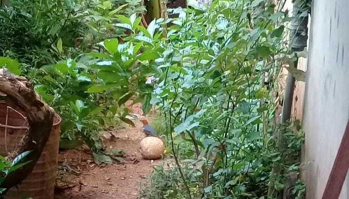 Orange-headed Thrush