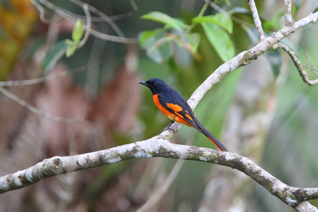 Orange Minivet