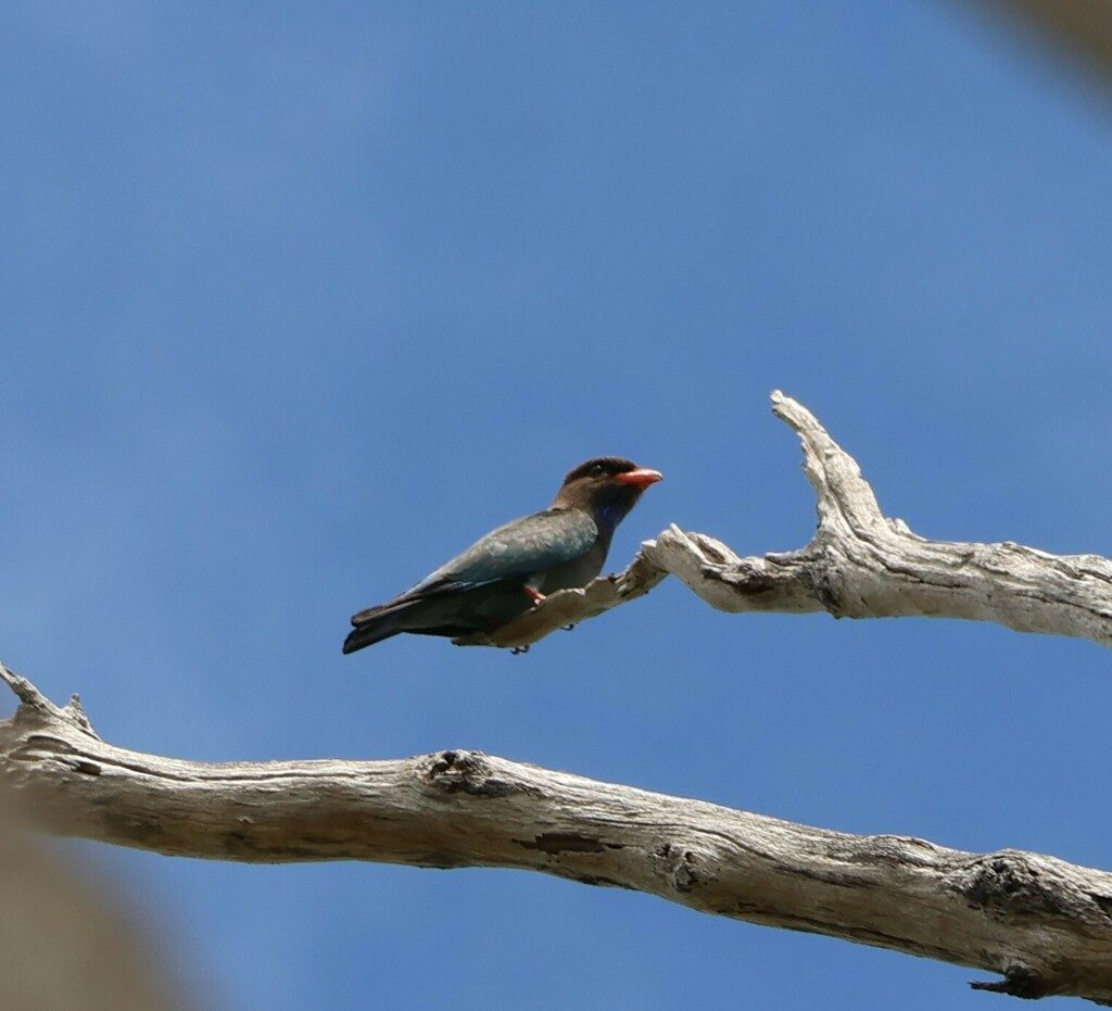 Oriental Dollarbird