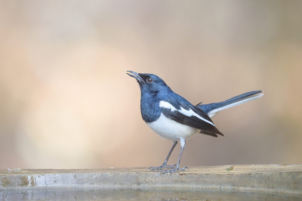 Oriental Magpie-Robin