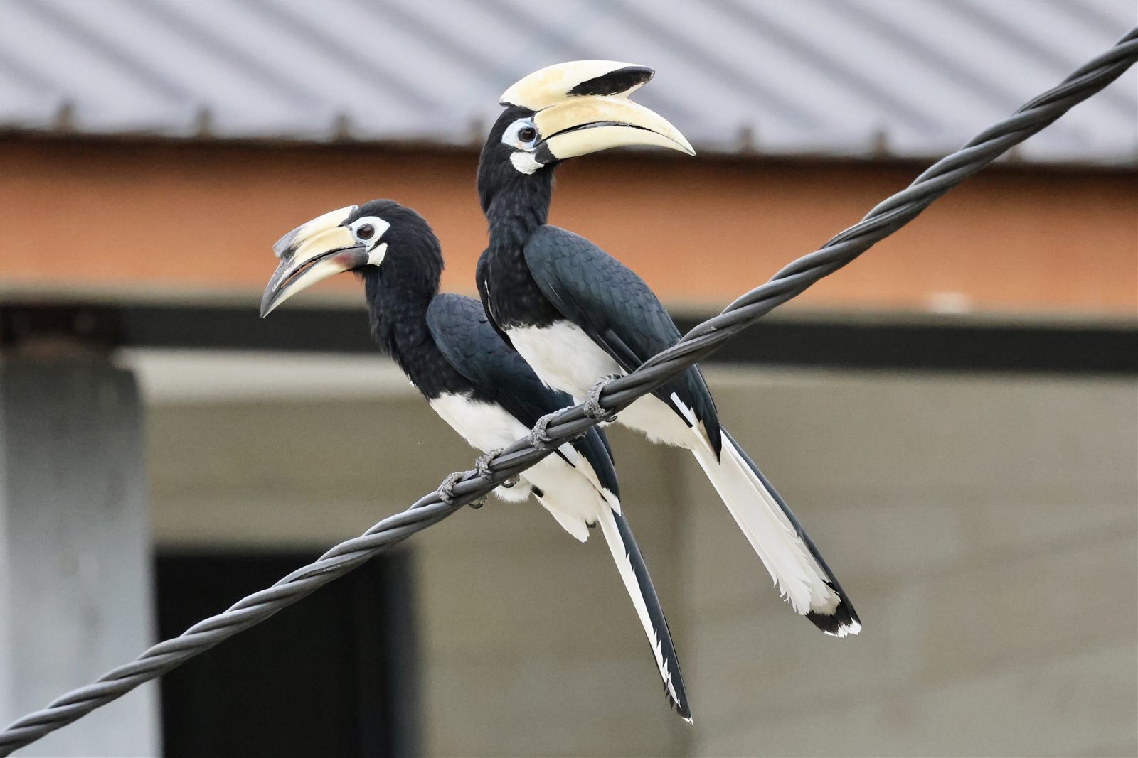 Oriental Pied Hornbill